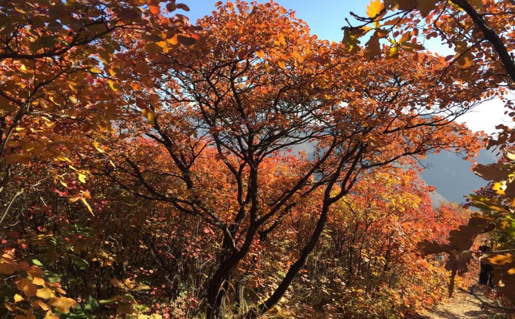 北京出發(fā)自駕坡峰嶺：賞紅幽嵐山、品清真牛頭、紅井秋色醉美斜陽自駕1日游