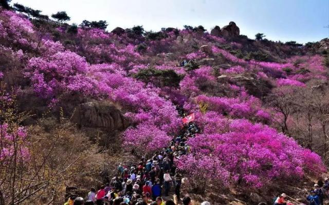濟南出發(fā)青島2日自駕游：西海岸大珠山-唐島灣賞花休閑2日山東周末自駕游